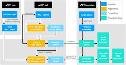 Profiling genes encoding the adaptive immune receptor repertoire with gAIRR Suite